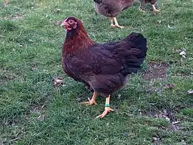 Poule de Dresde naine saumon doré rouillé.