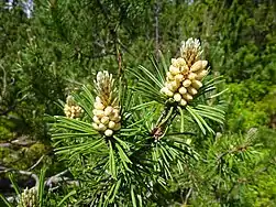 P. mugo subsp. mugo, rameau avec cônes mâles, Forêt Bavaroise, Allemagne.