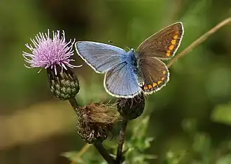 Papillon bleu à gauche et brun à droite