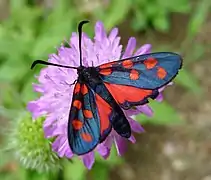 ZygaeninaeZygaena transalpina