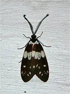 Eterusia aedea (Zygaenidae)