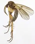 Zygomyia humeralis