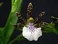 Zygopetalum pedicellatum.