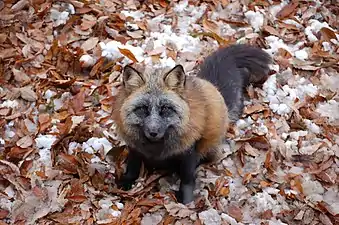 Un renard croisé en captivité.