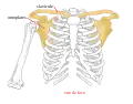 Ceinture scapulaire, cage thoracique (vue antérieure).