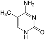 Image illustrative de l’article 5-Méthylcytosine