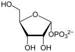 Image illustrative de l’article Ribose-1-phosphate