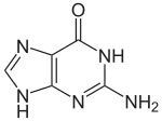 Image illustrative de l’article Guanine