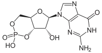 Image illustrative de l’article Guanosine monophosphate cyclique