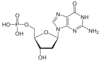 Image illustrative de l’article Désoxyguanosine monophosphate