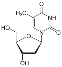 Image illustrative de l’article Thymidine