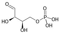 Image illustrative de l’article Érythrose-4-phosphate