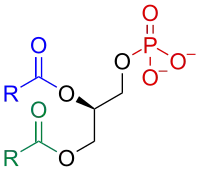 Image illustrative de l’article Acide phosphatidique