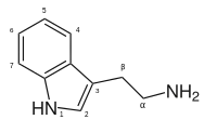 Image illustrative de l’article Tryptamine