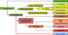 "Représentation graphique de la classification phylogénétique"