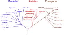 Arbre phylogénétique avec pour branches les relations de parenté entre des groupes d'êtres vivants