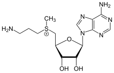 Image illustrative de l’article S-Adénosylméthioninamine