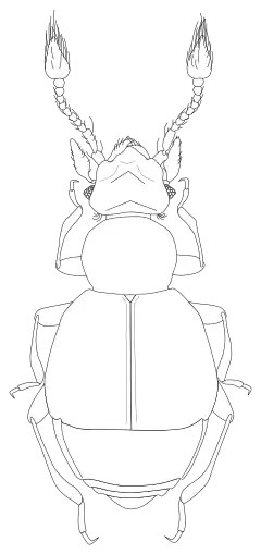 Description de l'image Armariolus praepilatus.svg.