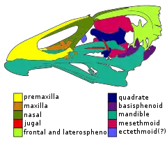 Description de l'image Asteriornis.svg.