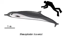 Description de l'image Mesoplodon traversii.svg.