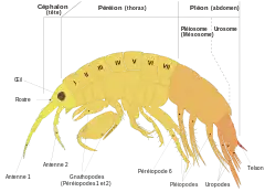 Description de l'image Scheme amphipod anatomy-fr.svg.