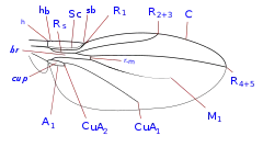 Description de l'image Xenasteiidae wing veins-1.svg.