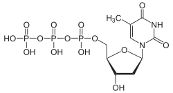 Image illustrative de l’article Thymidine triphosphate