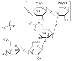 Image illustrative de l’article Gomme xanthane