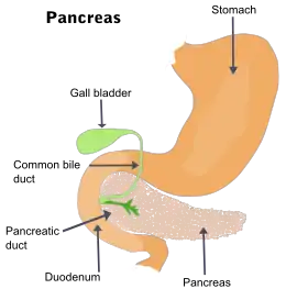 Description de l'image Illu pancrease.svg.