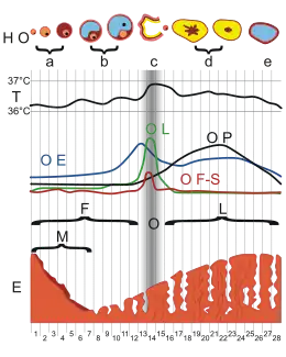 Description de l'image MenstrualCycle gen.svg.