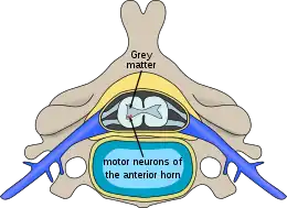 Description de l'image Polio spinal diagram-en.svg.