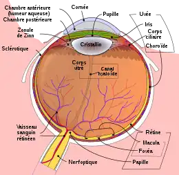 Description de l'image Schematic diagram of the human eye fr.svg.