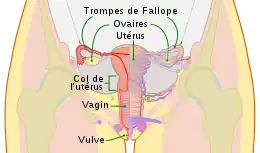 Description de cette image, également commentée ci-après