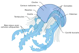 Anatomie d'une méduse scyphozoaire.