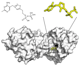 Image illustrative de l’article Transcétolase