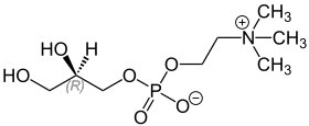 Image illustrative de l’article L-alpha-Glycérophosphorylcholine