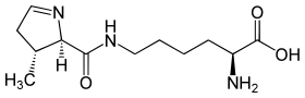 Image illustrative de l’article Pyrrolysine