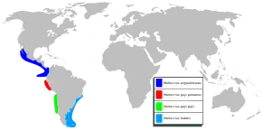 Description de l'image Merluccius sp mapa.svg.