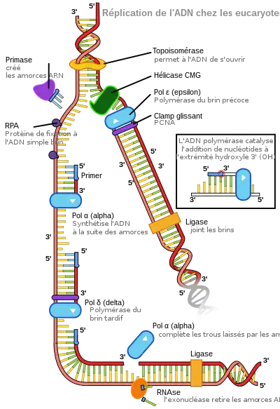 schéma de la fourche de réplication montrant que les deux brins d'ADN sont séparés pour permettre la synthèse de 2 nouveaux brins.