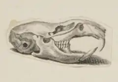 Description de l'image Microtus gregalis.tif.