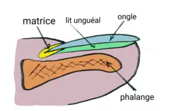 Schéma d'un ongle en coupe sagittale