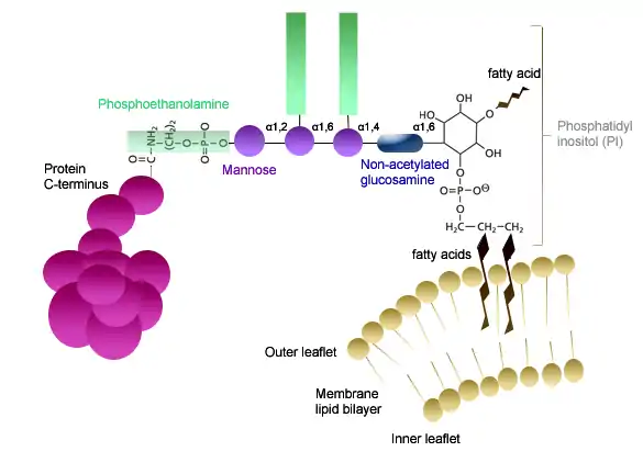 (en) Structure schématique d'une ancre GPI, indiquant l'enchaînement de la protéine, de la phosphoéthanolamine, des quatre résidus osidiques et le groupe phosphatidylinositol, lui-même lié aux acides gras insérés dans le feuillet externe de la bicouche lipidique de la membrane plasmique.