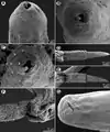 Capillaria plectropomi observée au microscope électronique à balayage