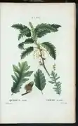 Planche botanique de 1801