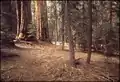 Le Congress Trail,  sentier de randonnée parcourant la Giant Forest au pied de ses séquoias géants.