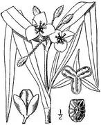 Illustration botanique de 1913.