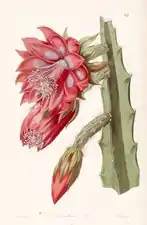 Disocactus speciosus as Cereus speciosissimus
