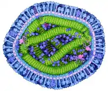 Le virus de la rougeole est “atténué” avant d'être inoculé sous forme de vaccin. La vaccination contre la rougeole protège efficacement contre l'infection par la maladie.