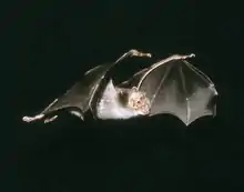 Photographie d'un vampire commun, les ailes déployées en plein vol