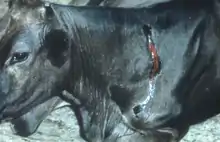 Photographie montrant le sang qui coule de la morsure d'un vampire sur le flanc d'une vache